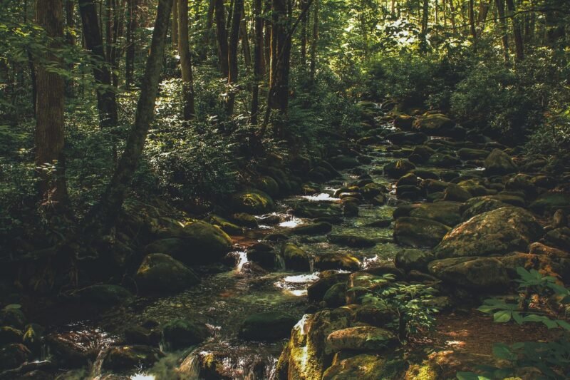 Deer Creek Tribute Trail Guided Hike