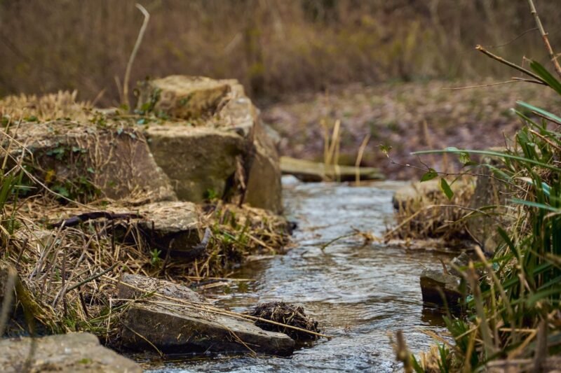 Deer Creek Tribute Trail Guided Hike