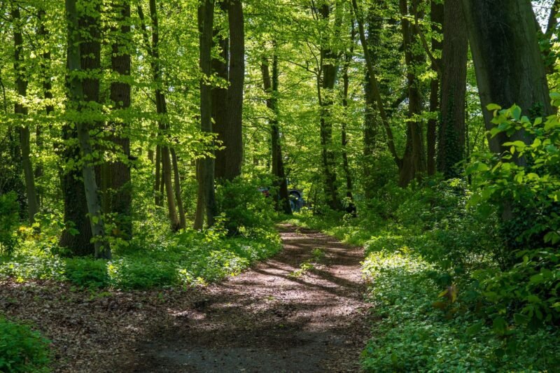 Deer Creek Tribute Trail Guided Hike