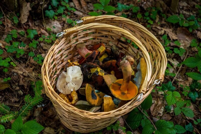 Mushroom Foray