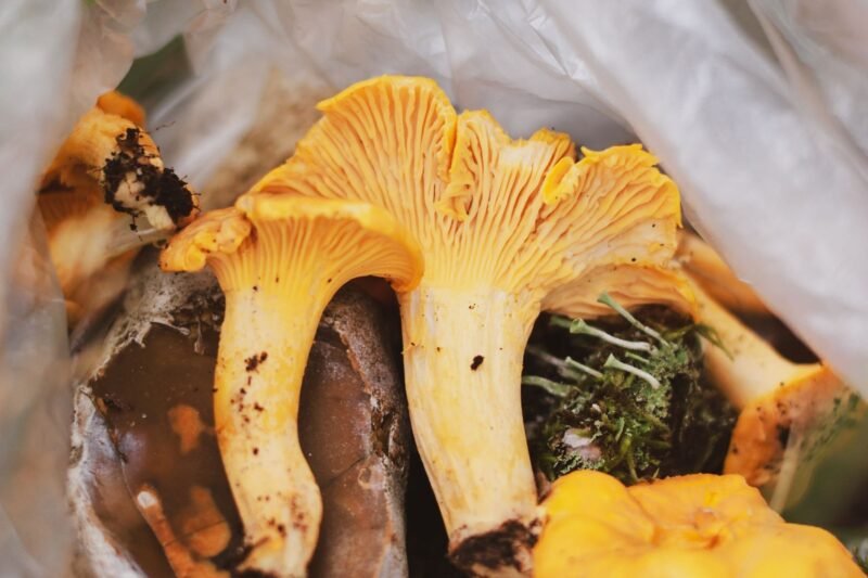 Mushroom Foray