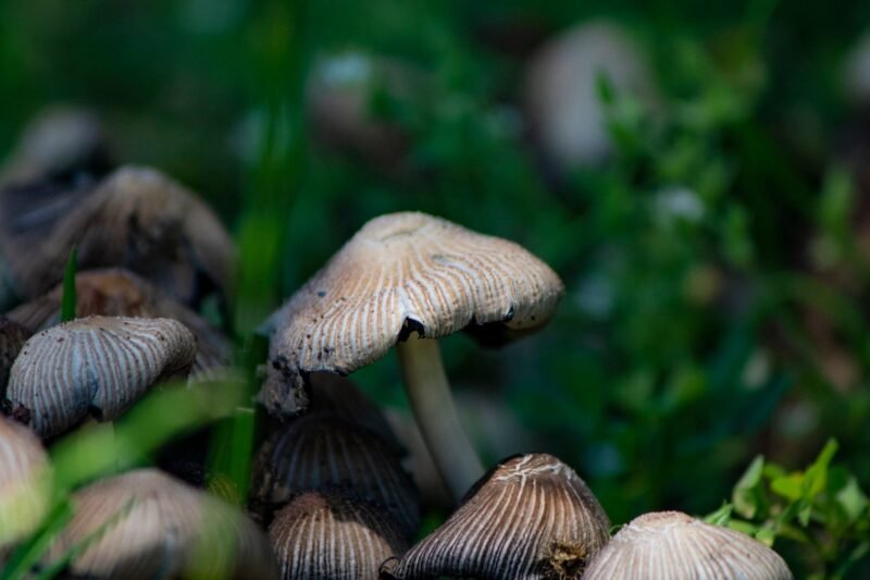 Mushroom Foray
