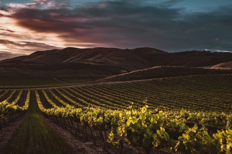 Nevada City Wine Walk
