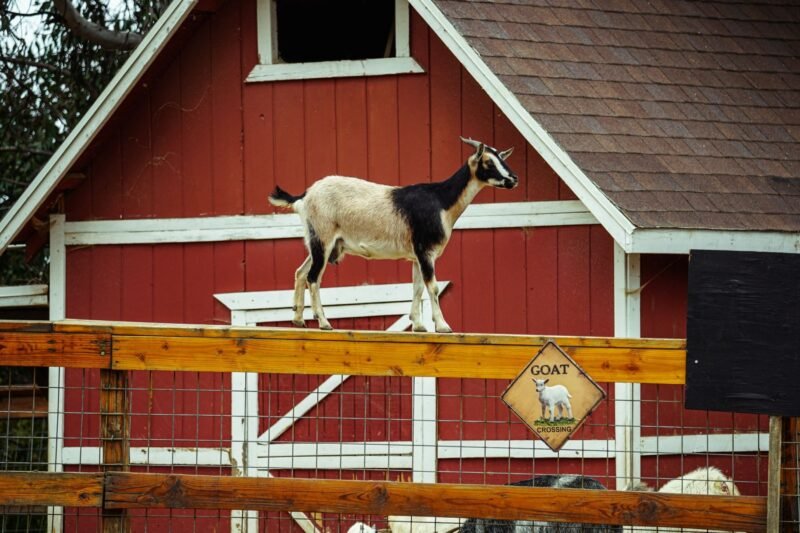 Nevada County Farm Tour by Van