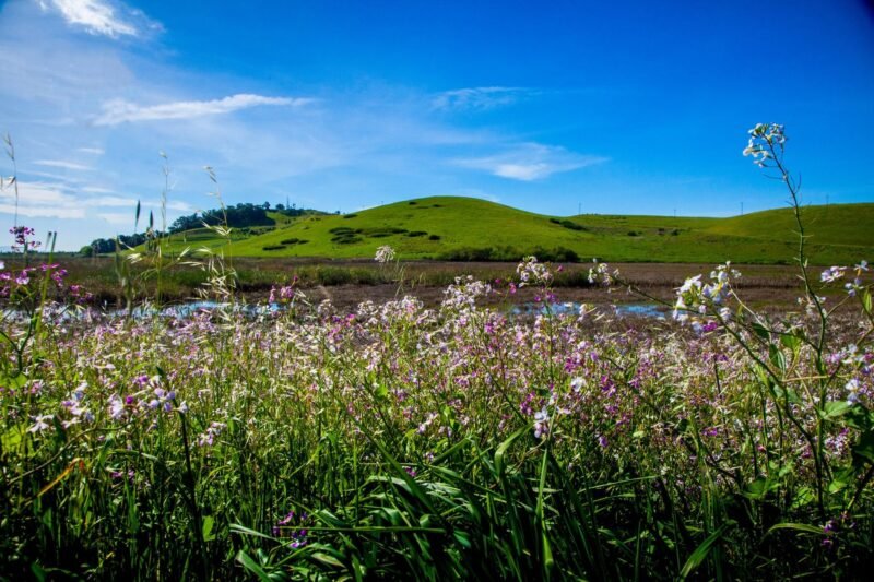 River Hike and Native Plant Walk